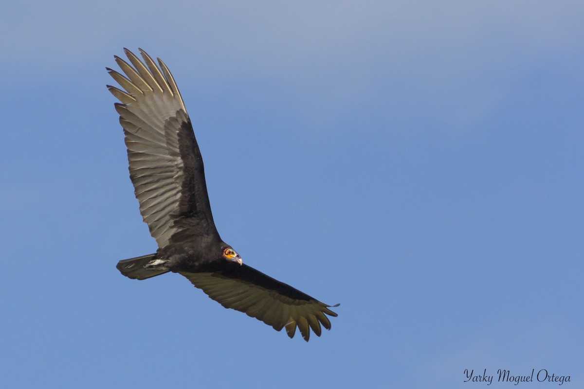Lesser Yellow-headed Vulture - Yarky Moguel