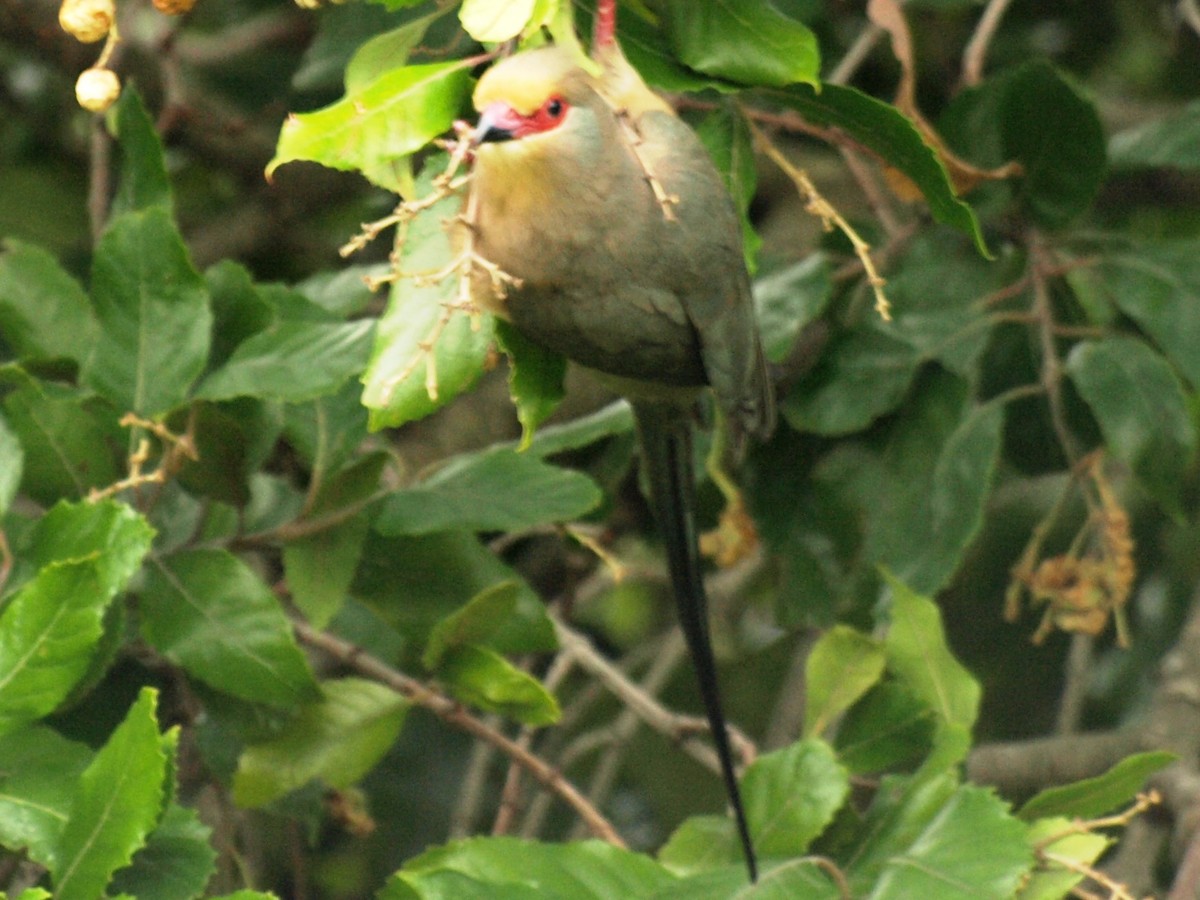 Red-faced Mousebird - David  Mules