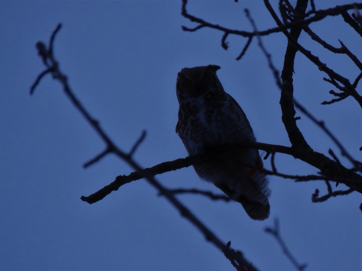 Great Horned Owl - ML217147551