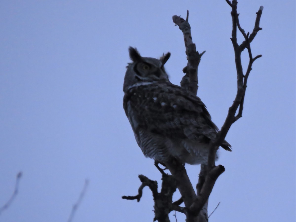 Great Horned Owl - ML217147571