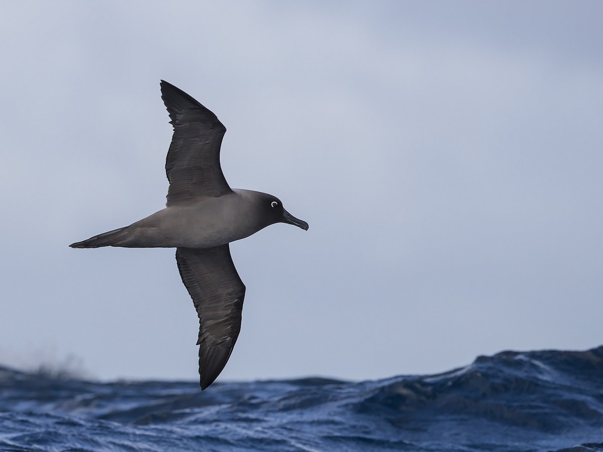 Light-mantled Albatross - Niall D Perrins