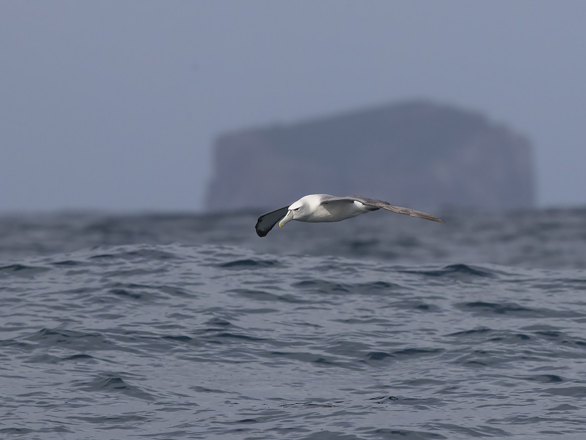White-capped Albatross - Niall D Perrins