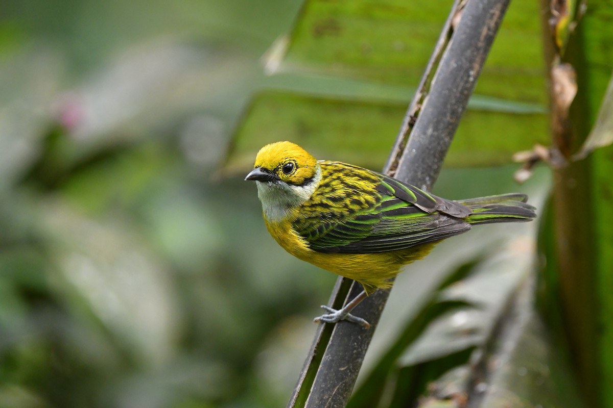 Silver-throated Tanager - Ting-Wei (廷維) HUNG (洪)
