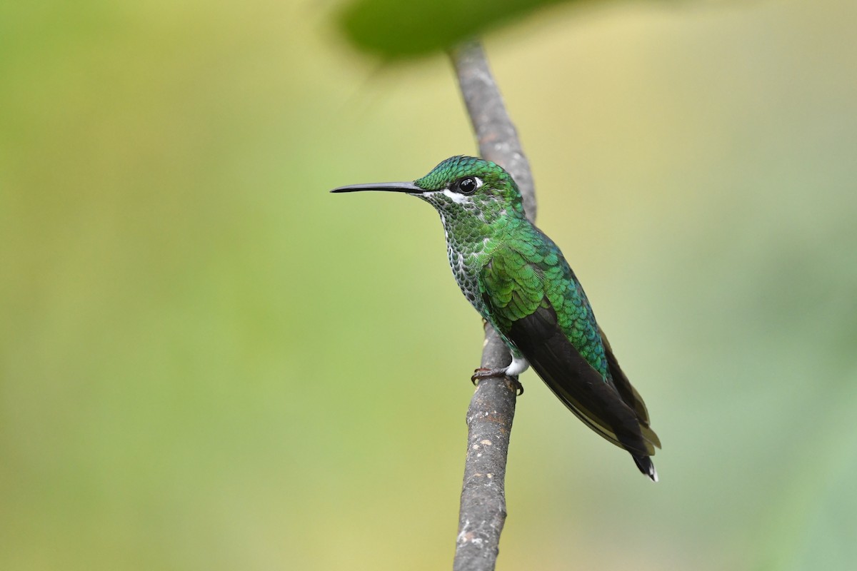 Green-crowned Brilliant - Ting-Wei (廷維) HUNG (洪)