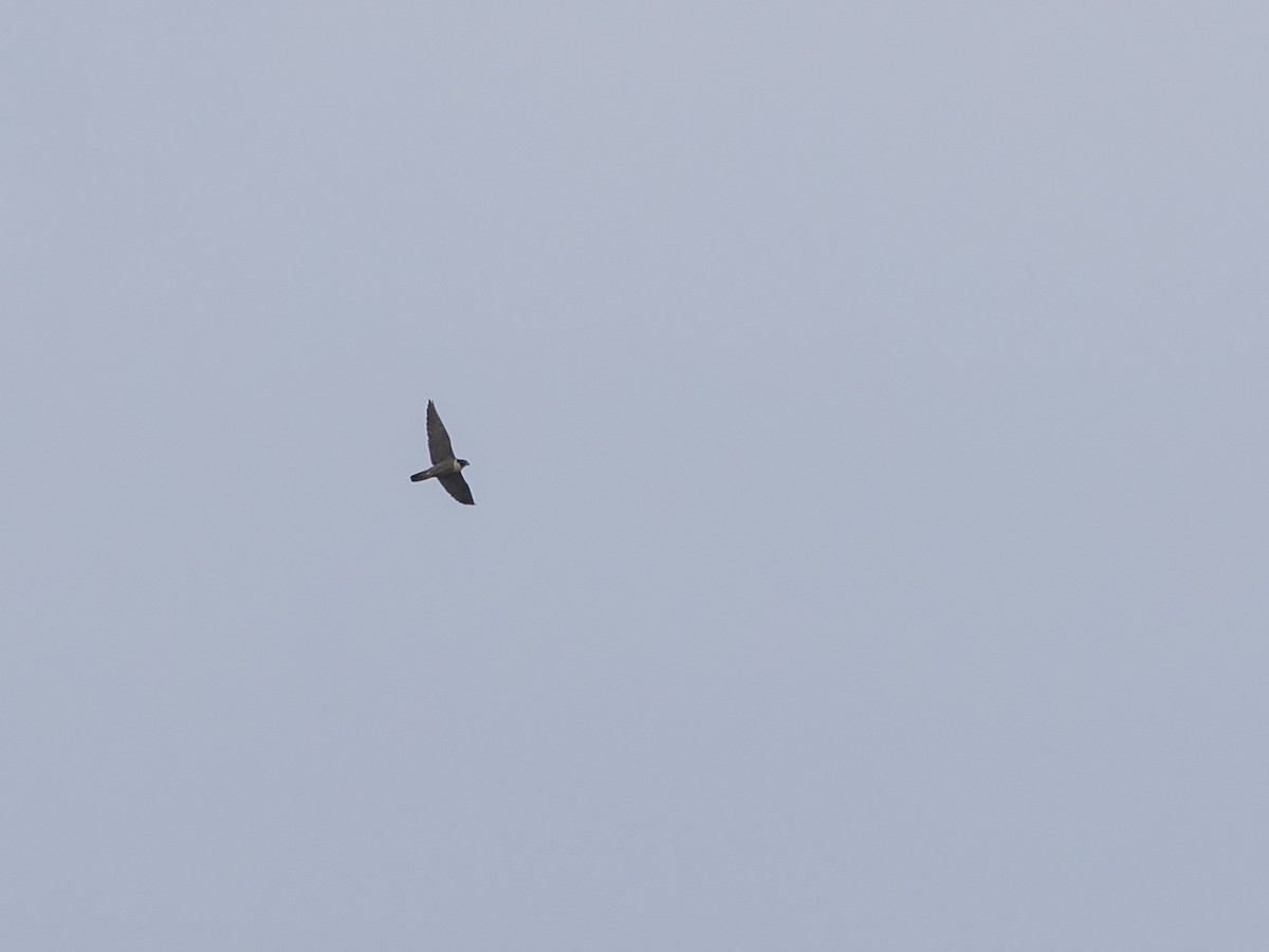 Peregrine Falcon (Australian) - ML217150331