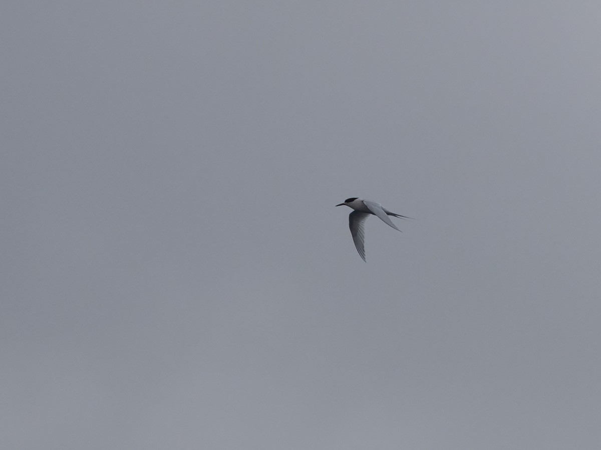 White-fronted Tern - ML217151101