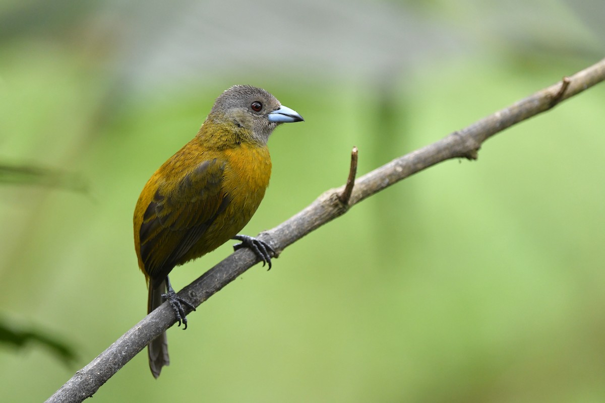 Scarlet-rumped Tanager - ML217151131
