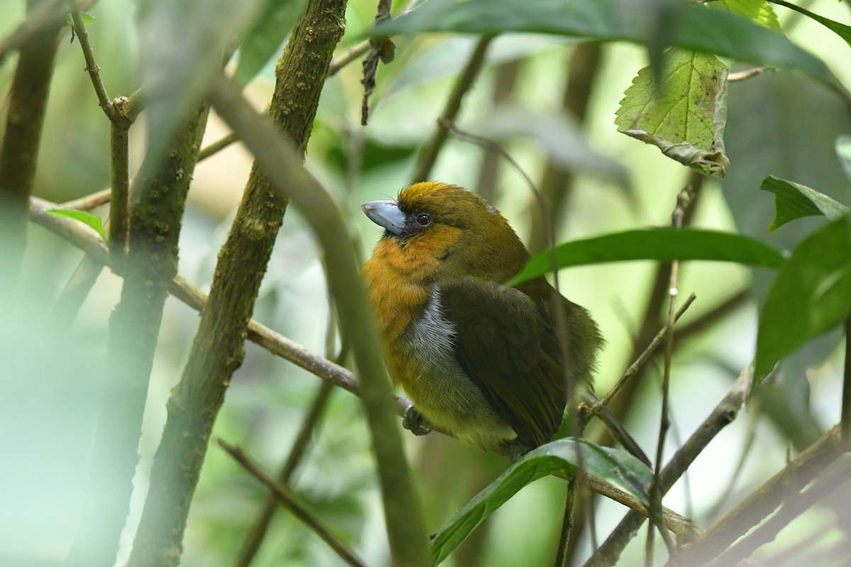 Prong-billed Barbet - Ting-Wei (廷維) HUNG (洪)