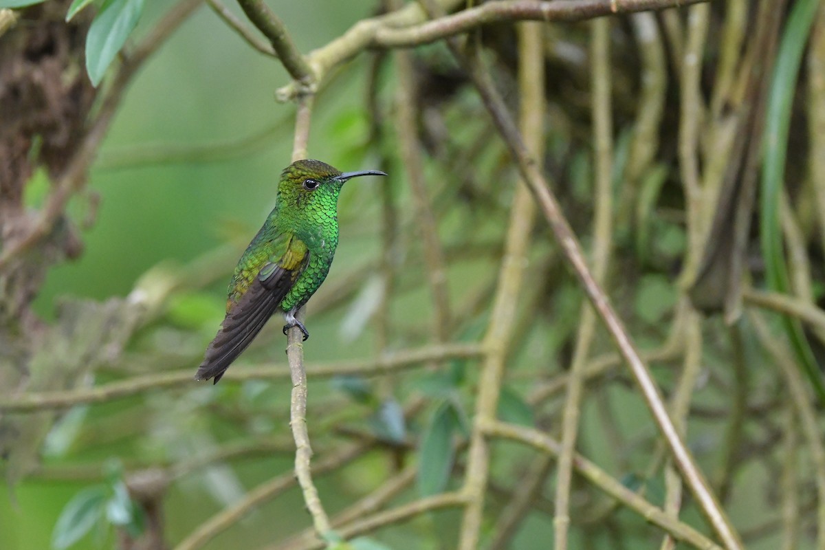 kolibřík měděnohlavý - ML217151521