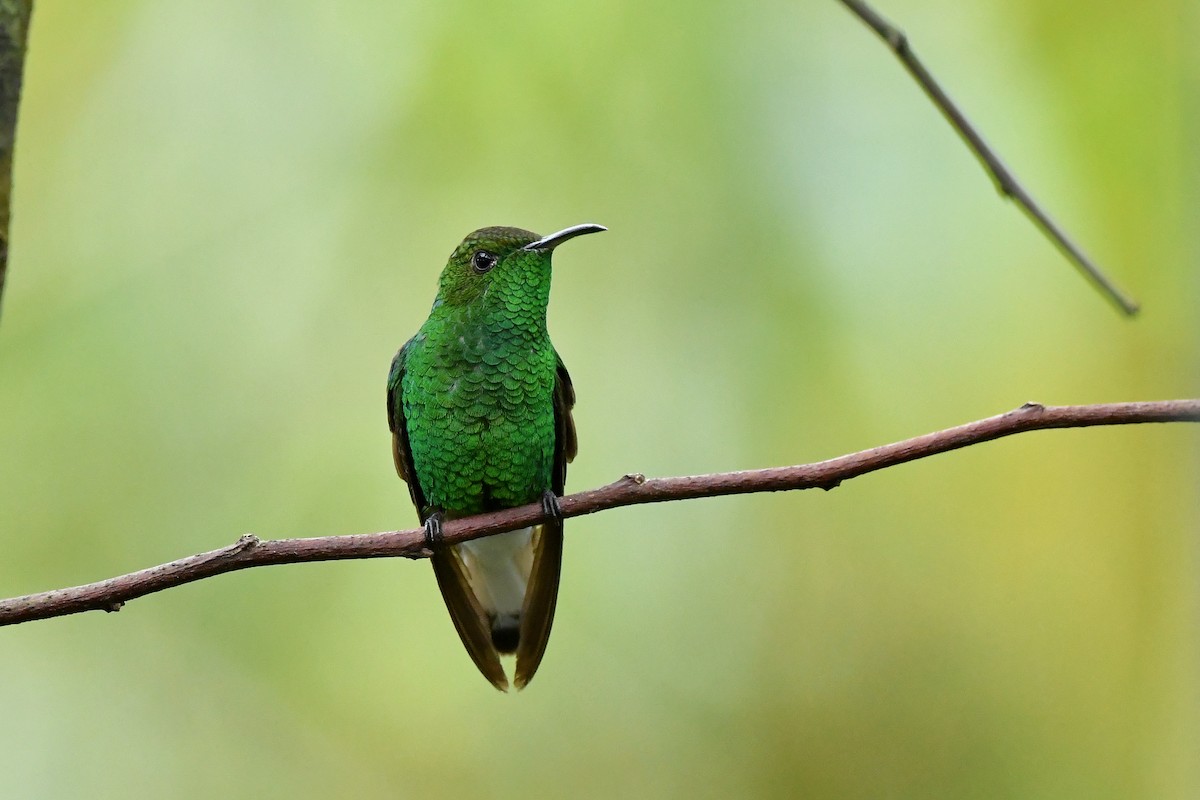 kolibřík měděnohlavý - ML217151851