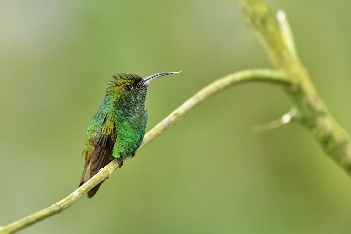 kolibřík měděnohlavý - ML217152011