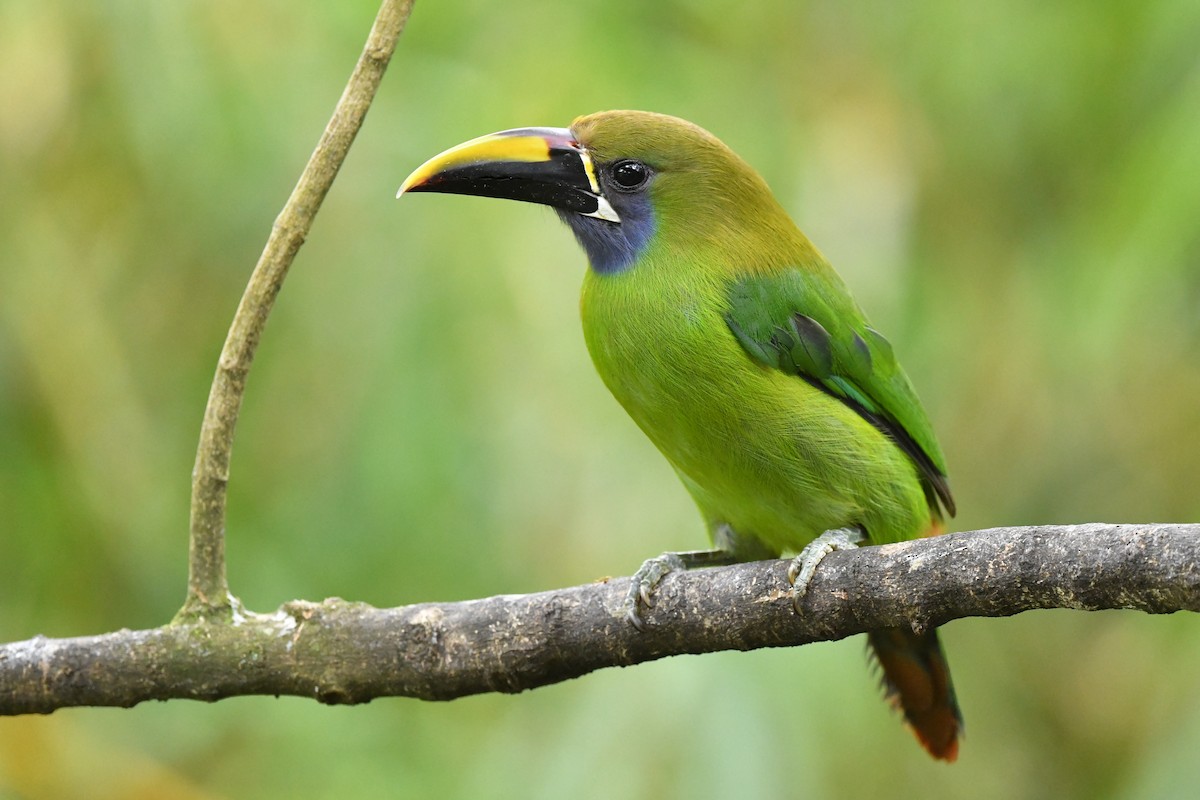 Northern Emerald-Toucanet - Ting-Wei (廷維) HUNG (洪)