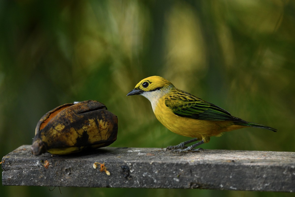 Silver-throated Tanager - ML217152671