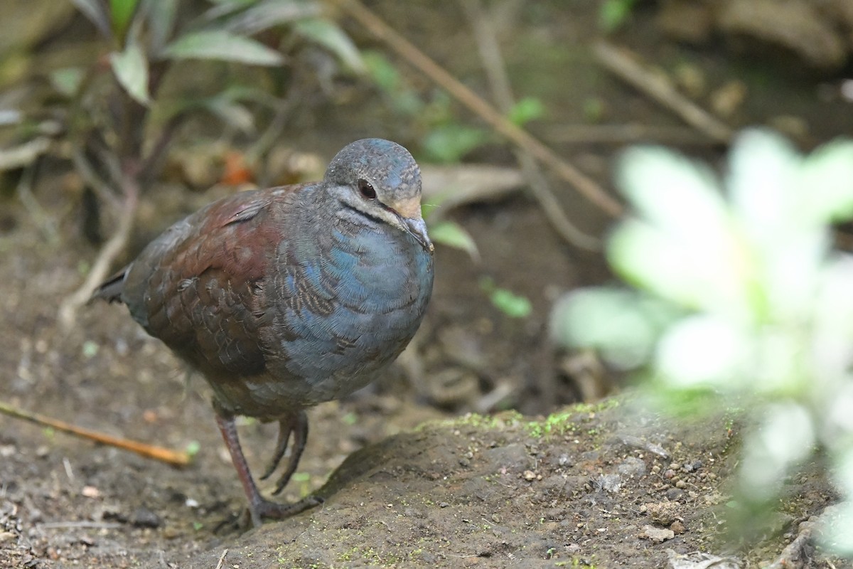 Buff-fronted Quail-Dove - ML217152701