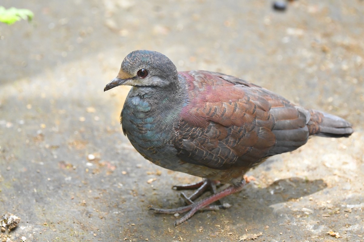 Buff-fronted Quail-Dove - ML217152731