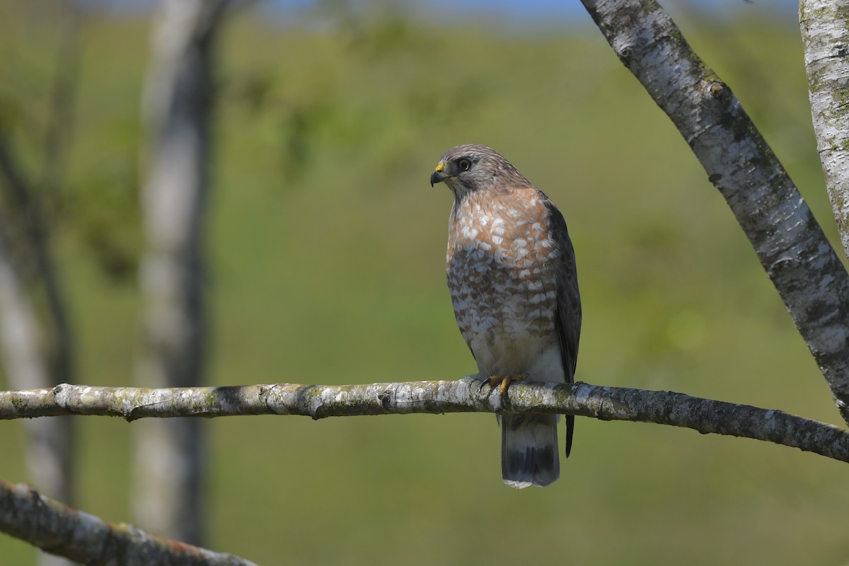 Broad-winged Hawk - Ting-Wei (廷維) HUNG (洪)