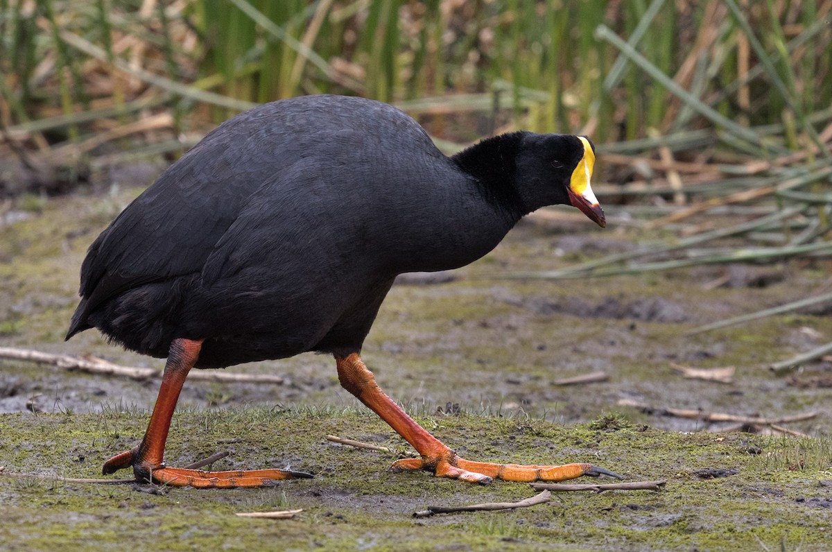 Giant Coot - Lars Petersson | My World of Bird Photography