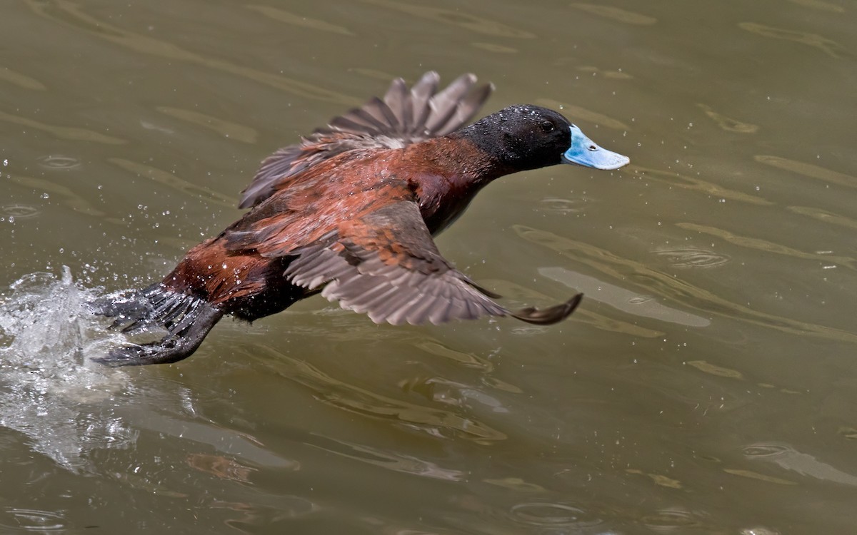 Andean Duck (ferruginea) - ML217157071