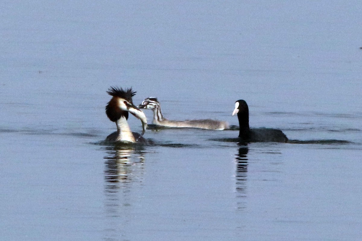Great Crested Grebe - ML217157131