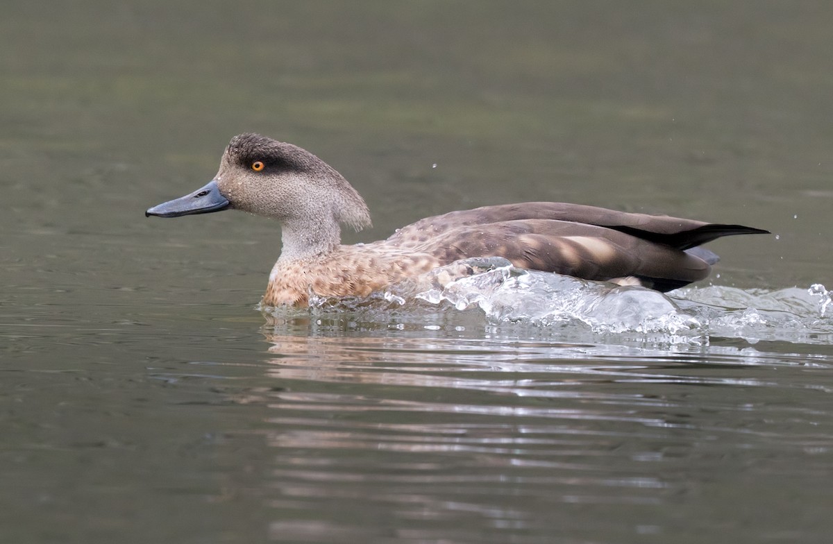 Crested Duck - Lars Petersson | My World of Bird Photography