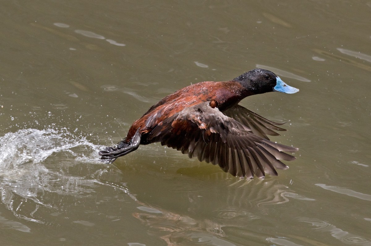 Andean Duck (ferruginea) - Lars Petersson | My World of Bird Photography