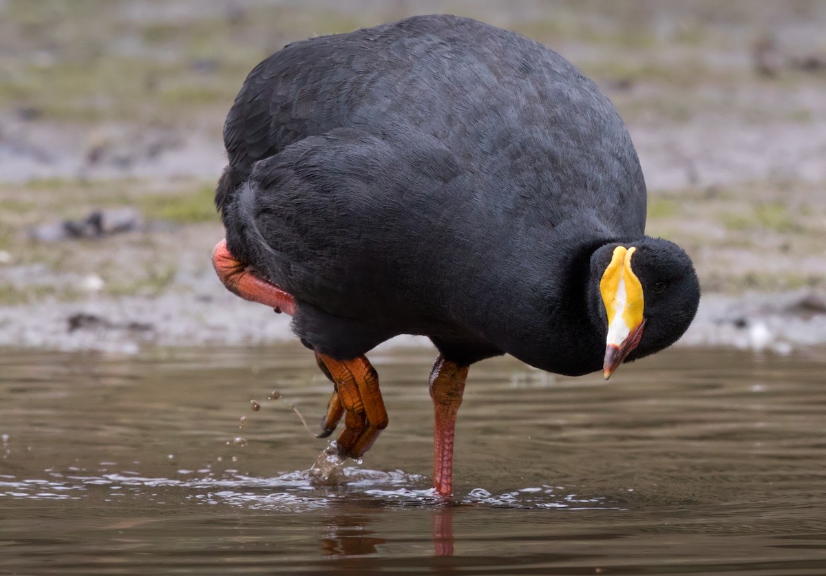Giant Coot - ML217157541