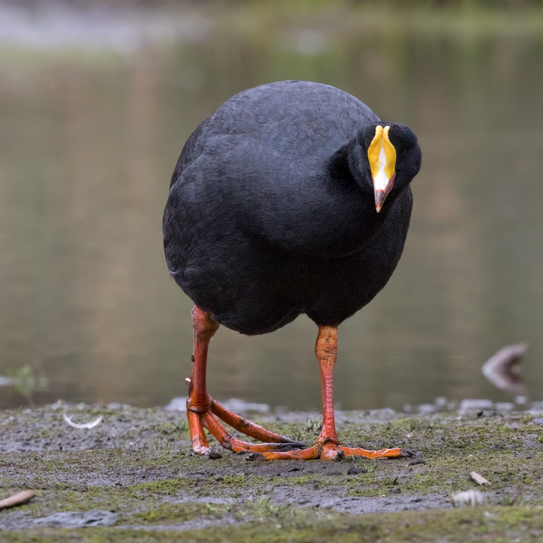 Giant Coot - ML217157631