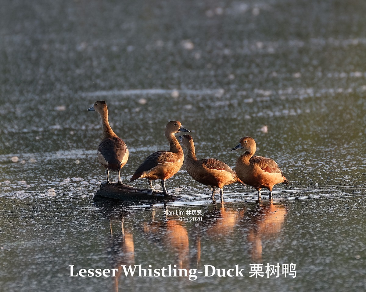 Lesser Whistling-Duck - Lim Ying Hien