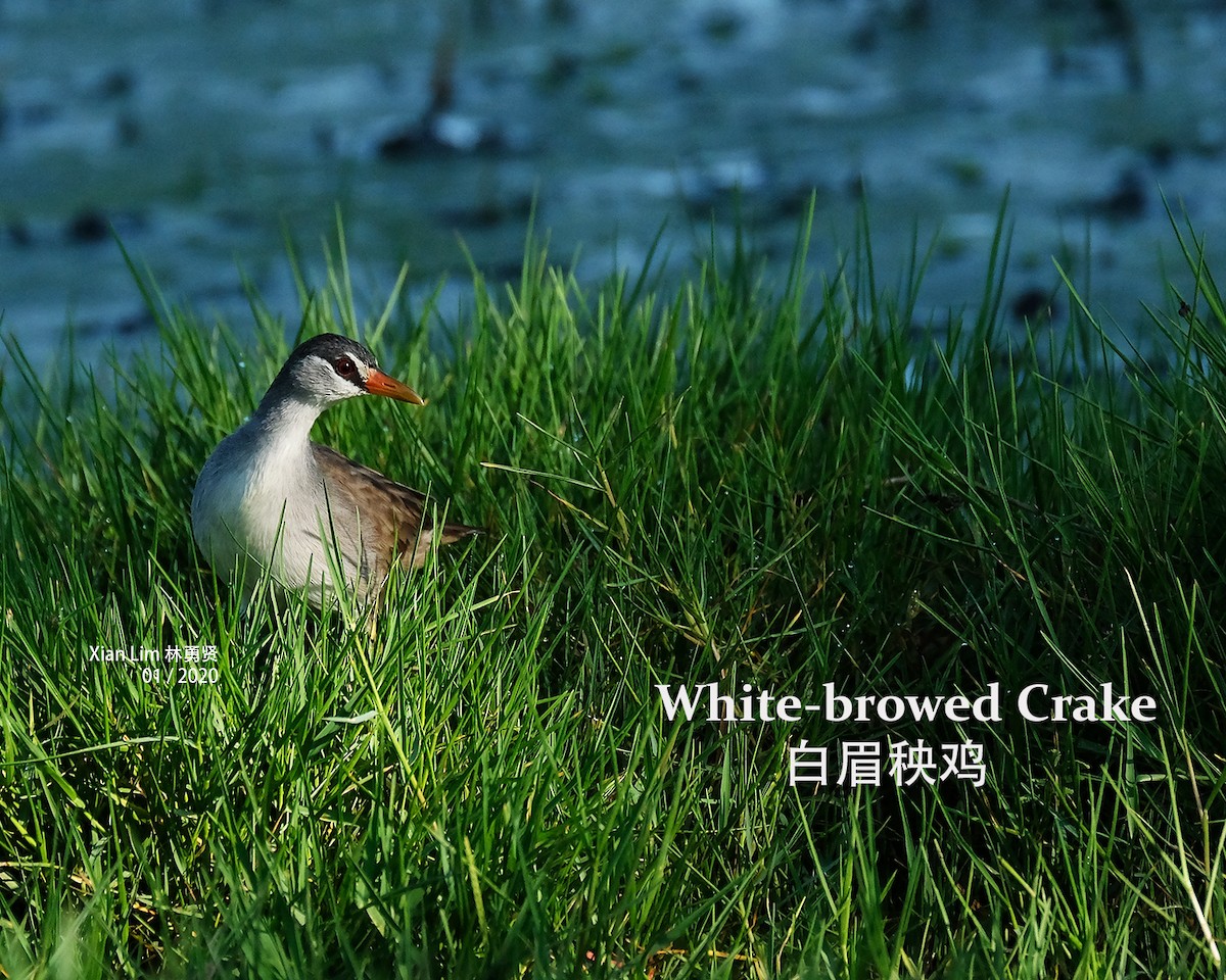White-browed Crake - Lim Ying Hien