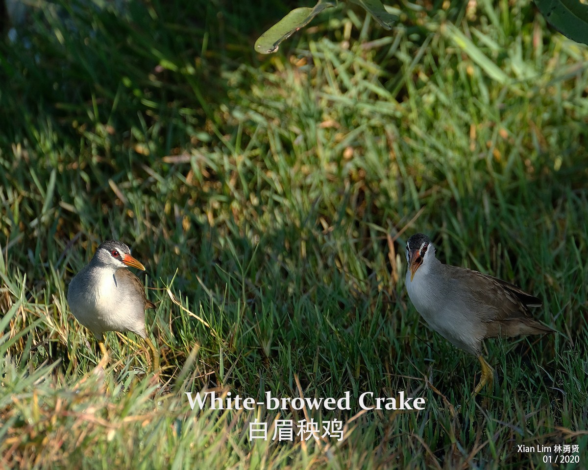 White-browed Crake - Lim Ying Hien