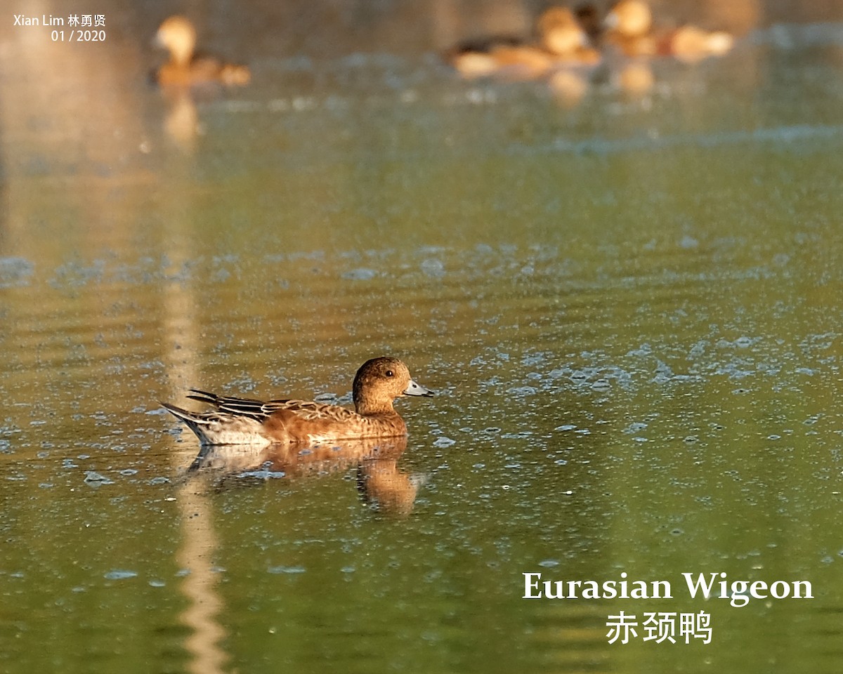Eurasian Wigeon - ML217157981