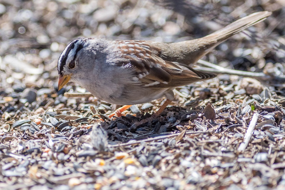 White-crowned Sparrow - ML217158171