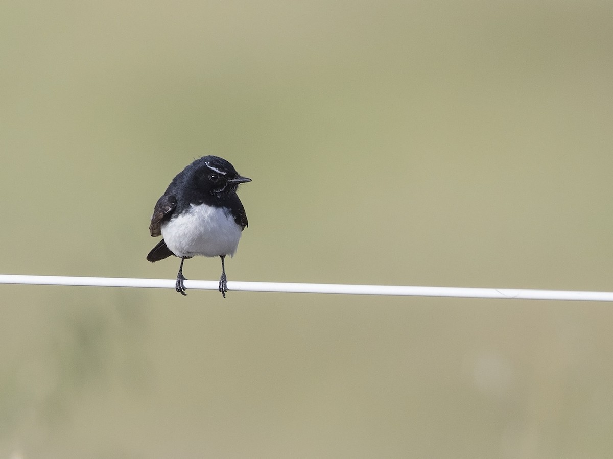 Willie-wagtail - Niall D Perrins