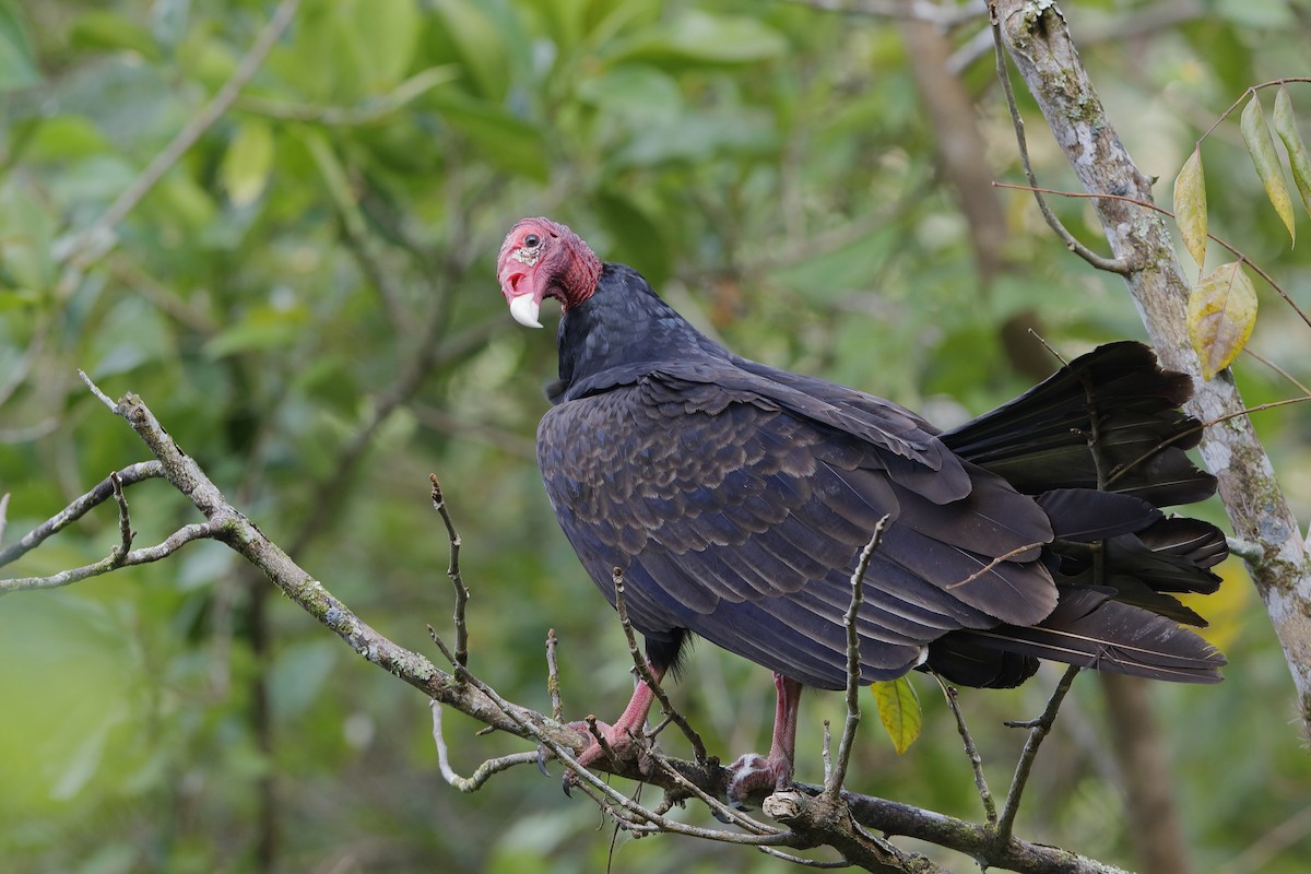 Turkey Vulture - ML217159591