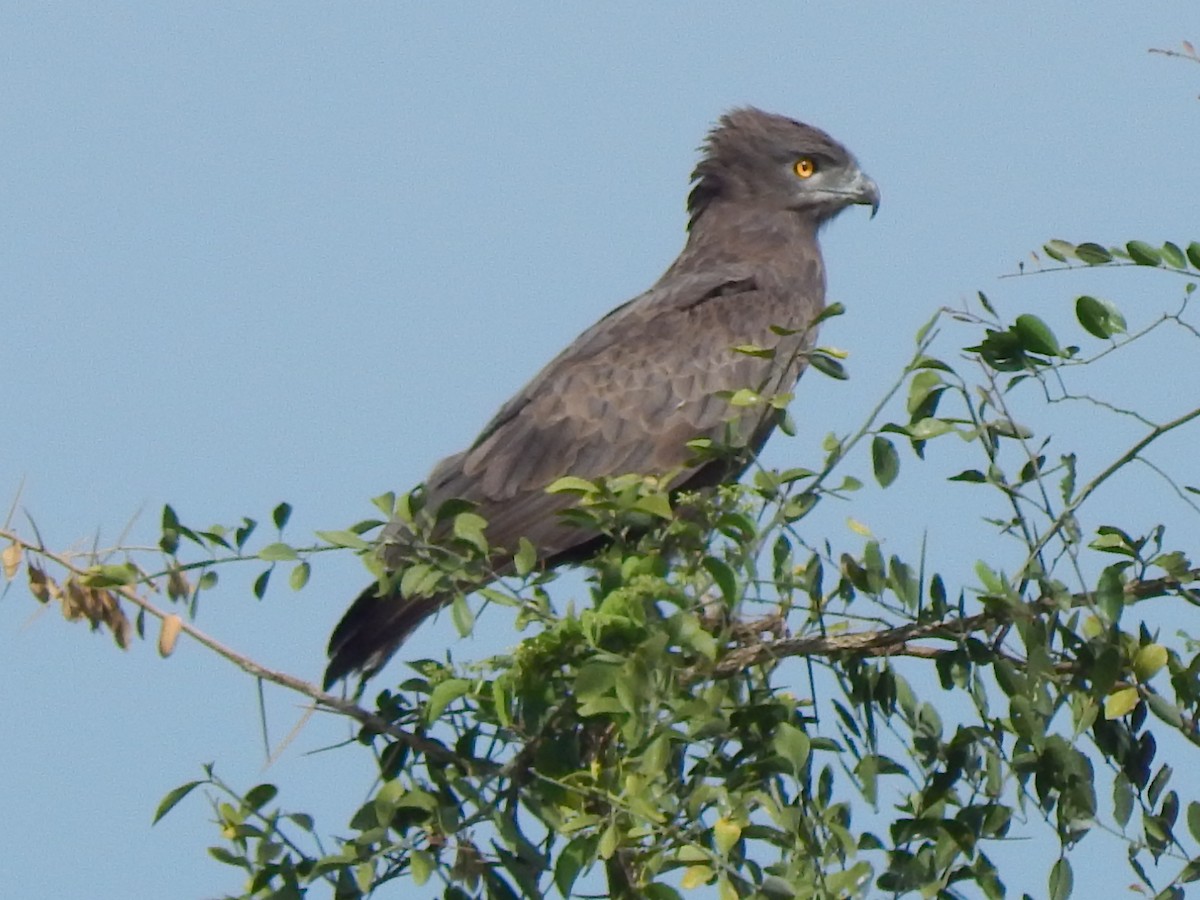 Brown Snake-Eagle - Jan de Groot