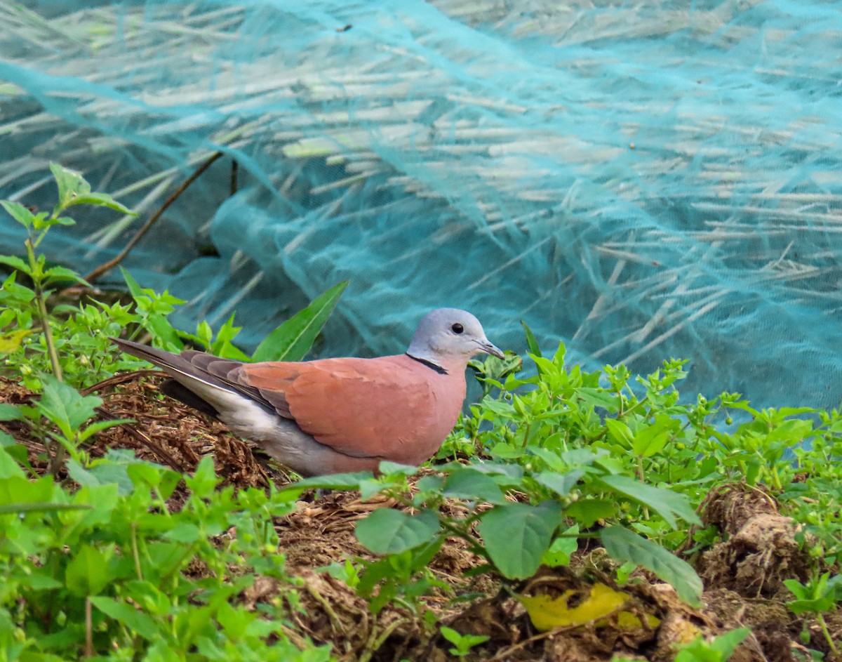 Red Collared-Dove - Yung-Kuan Lee