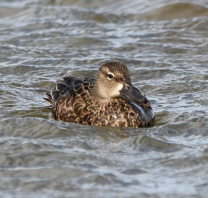 Blue-winged Teal - ML217160521