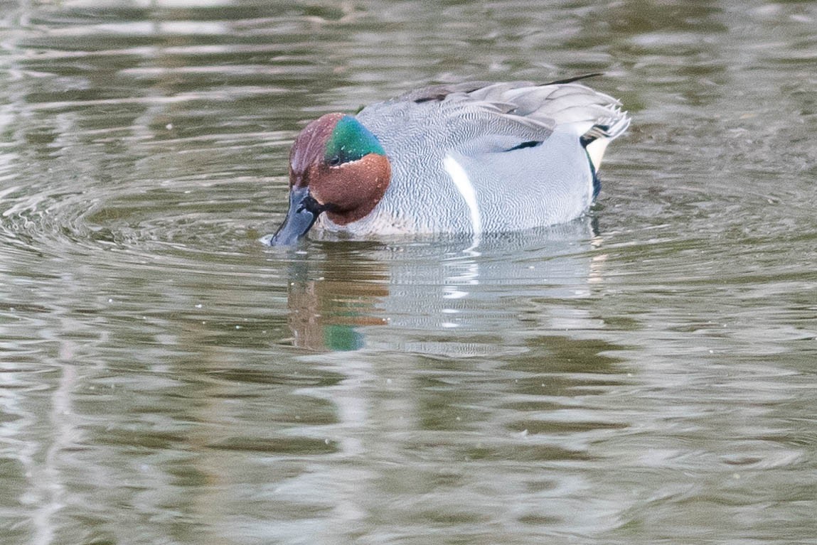 Green-winged Teal - Peter Taylor