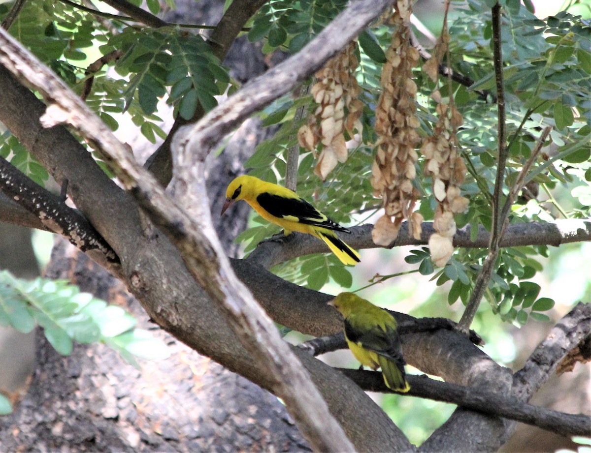Indian Golden Oriole - ML217160741