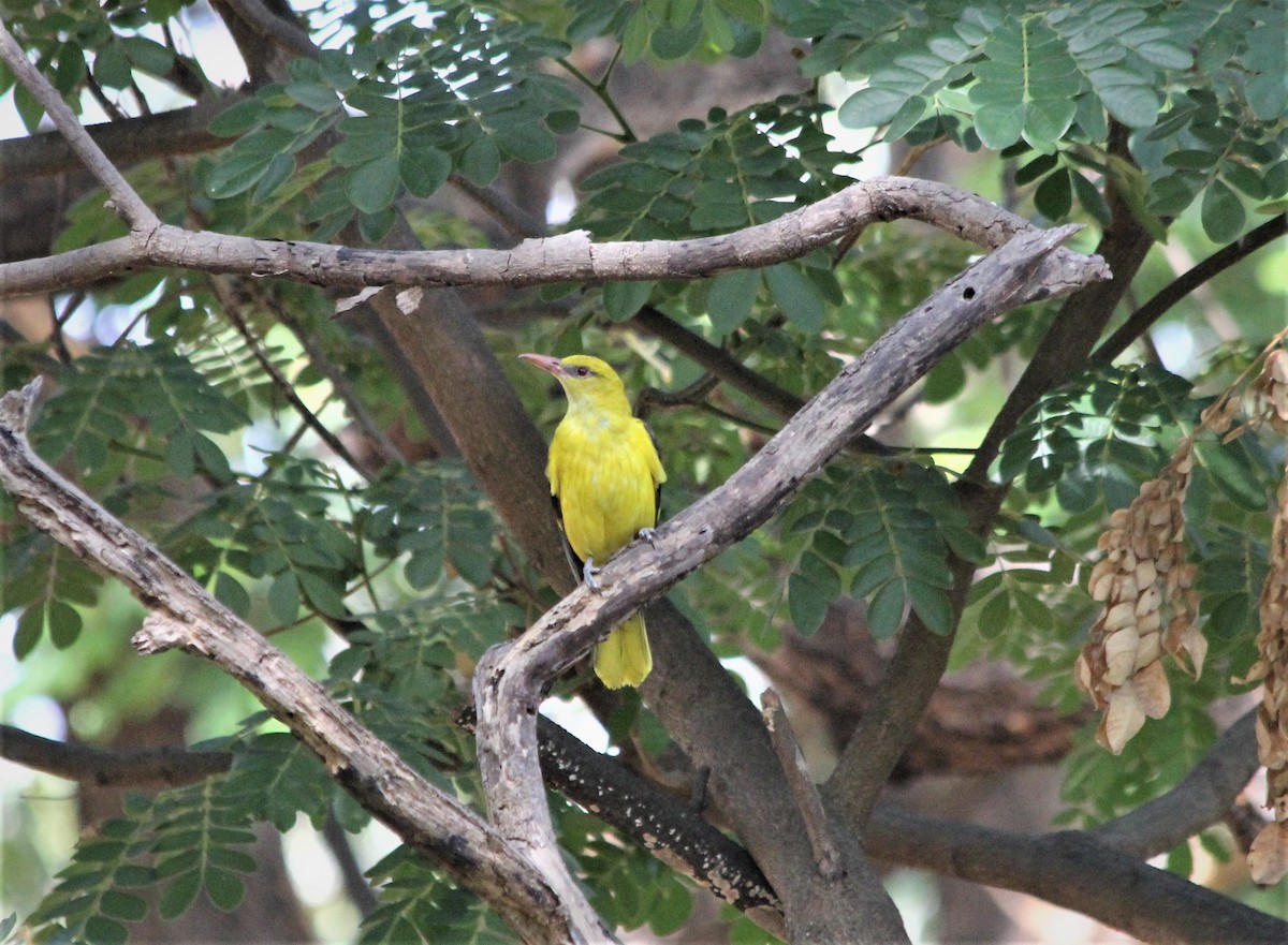 Indian Golden Oriole - ML217160841