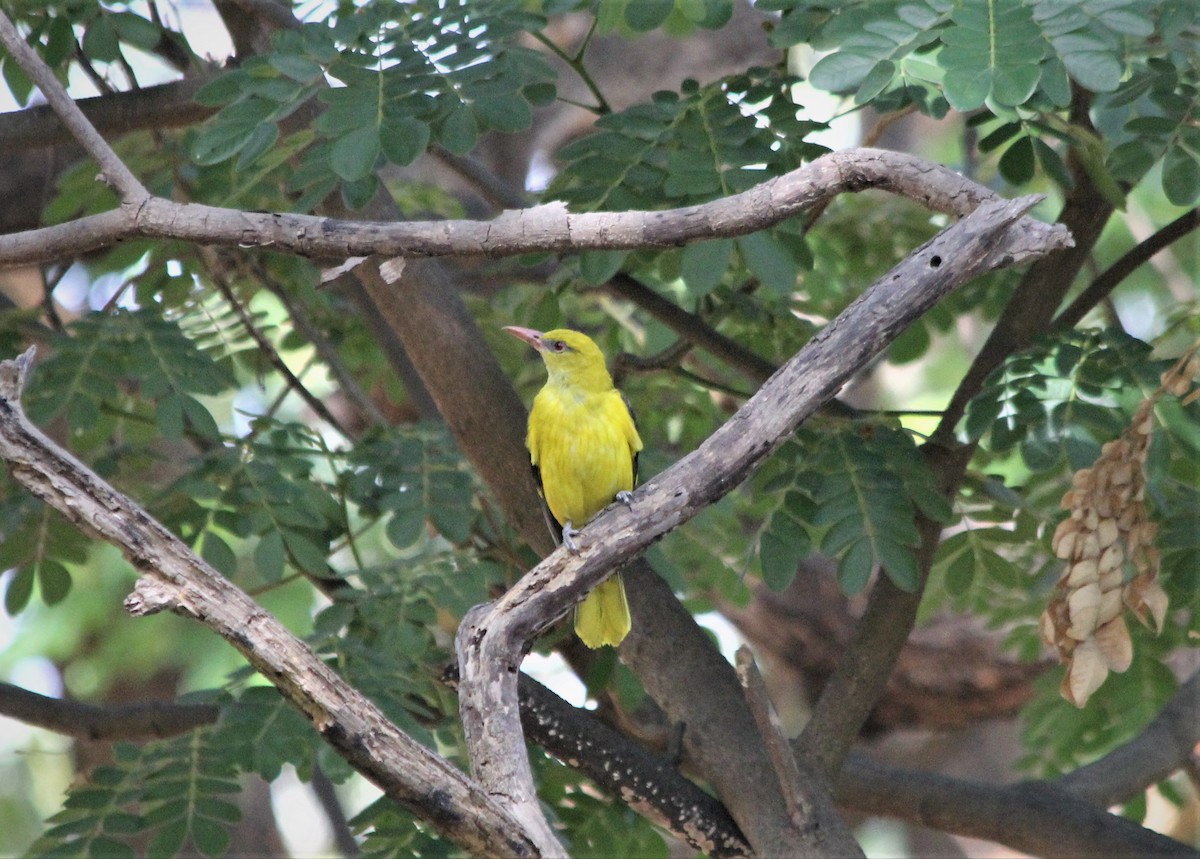 Indian Golden Oriole - ML217160881