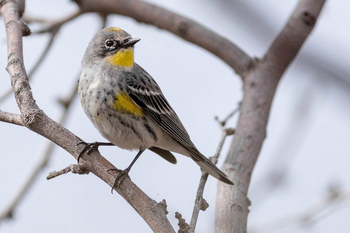 Yellow-rumped Warbler (Audubon's) - ML217160891