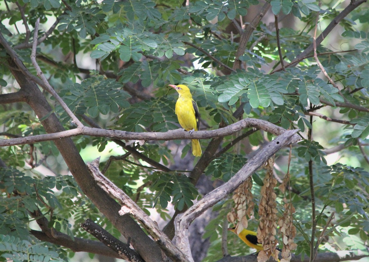 Indian Golden Oriole - ML217160961