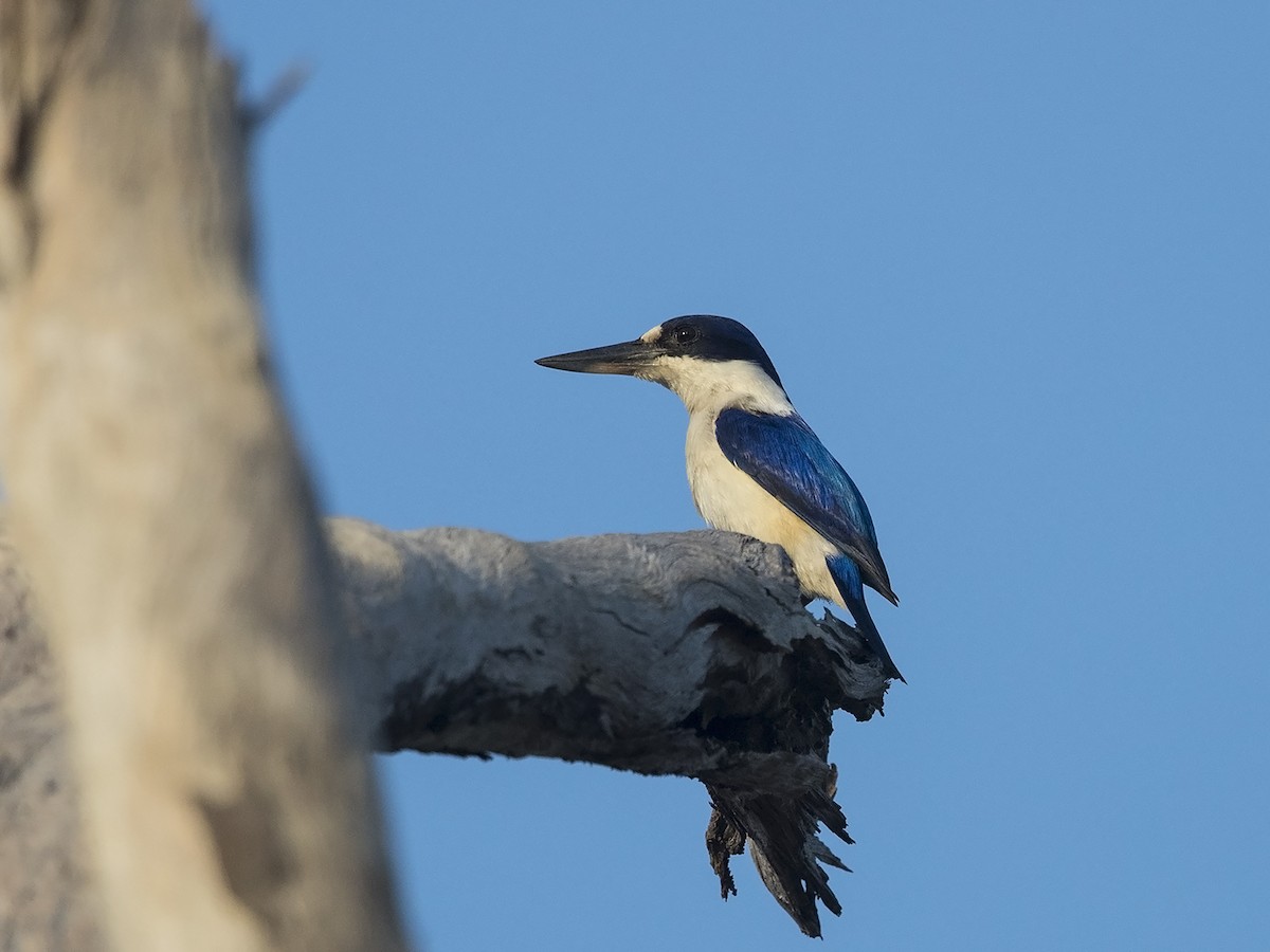 Forest Kingfisher - ML217166371