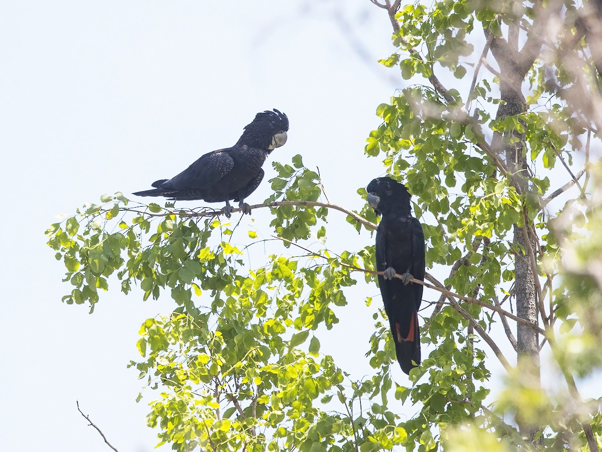 Red-tailed Black-Cockatoo - Niall D Perrins