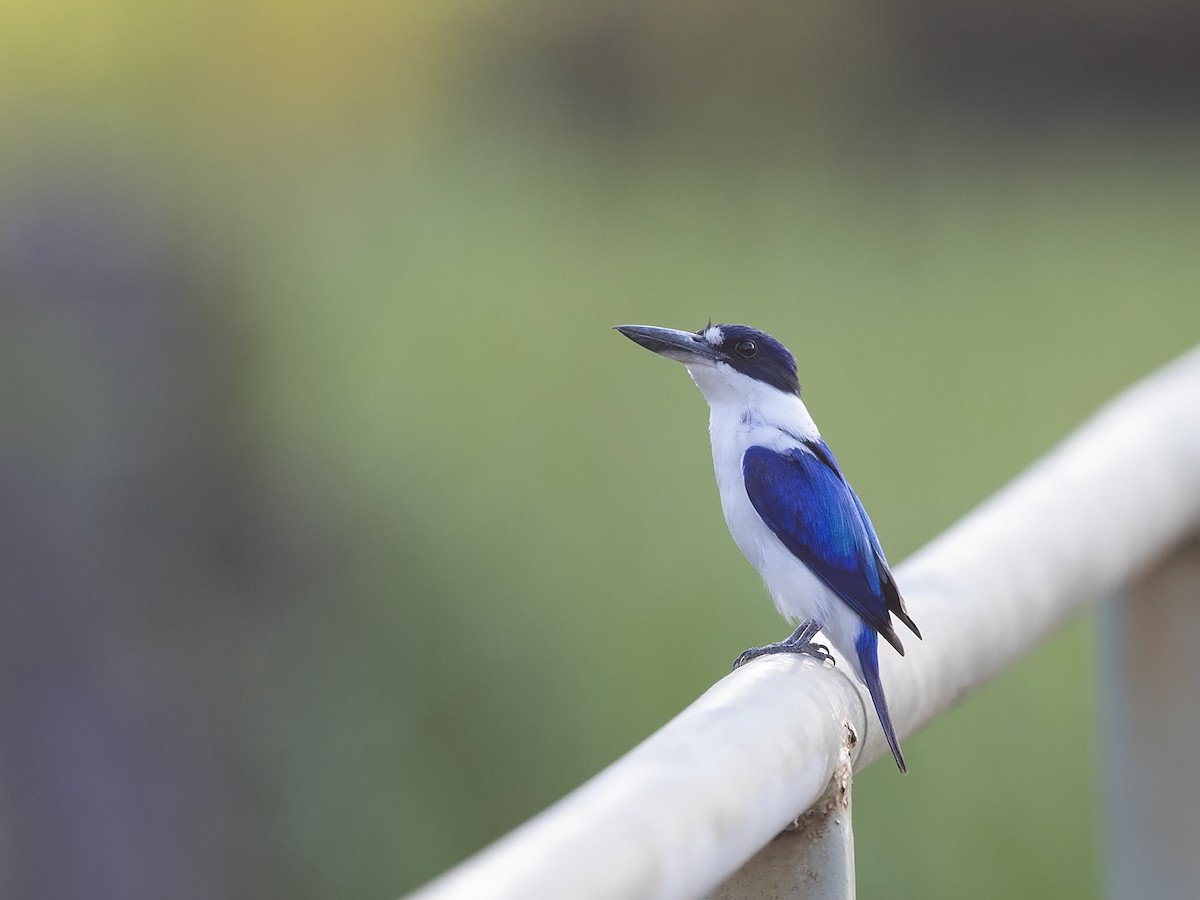 Forest Kingfisher - ML217167111