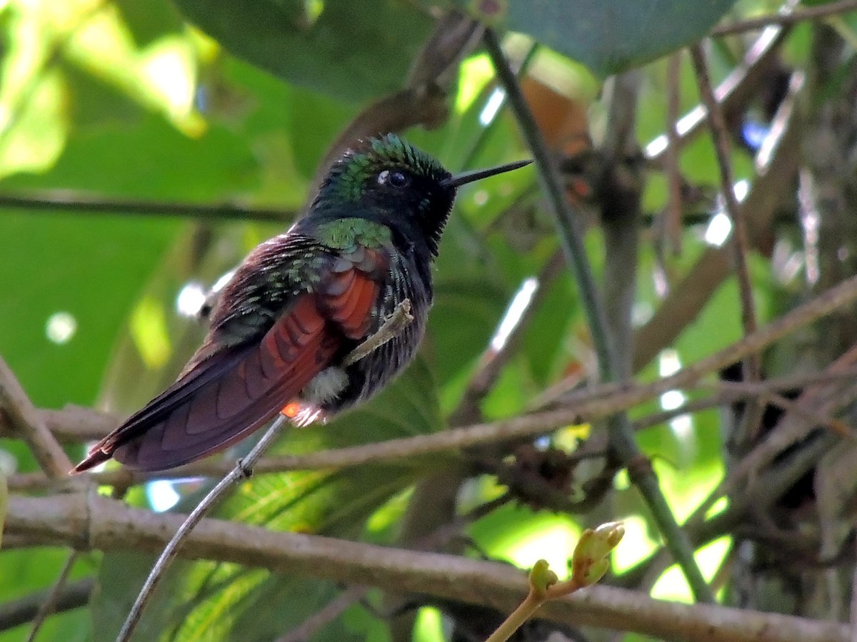 Garnet-throated Hummingbird - Pablo Chumil Birding Guatemala
