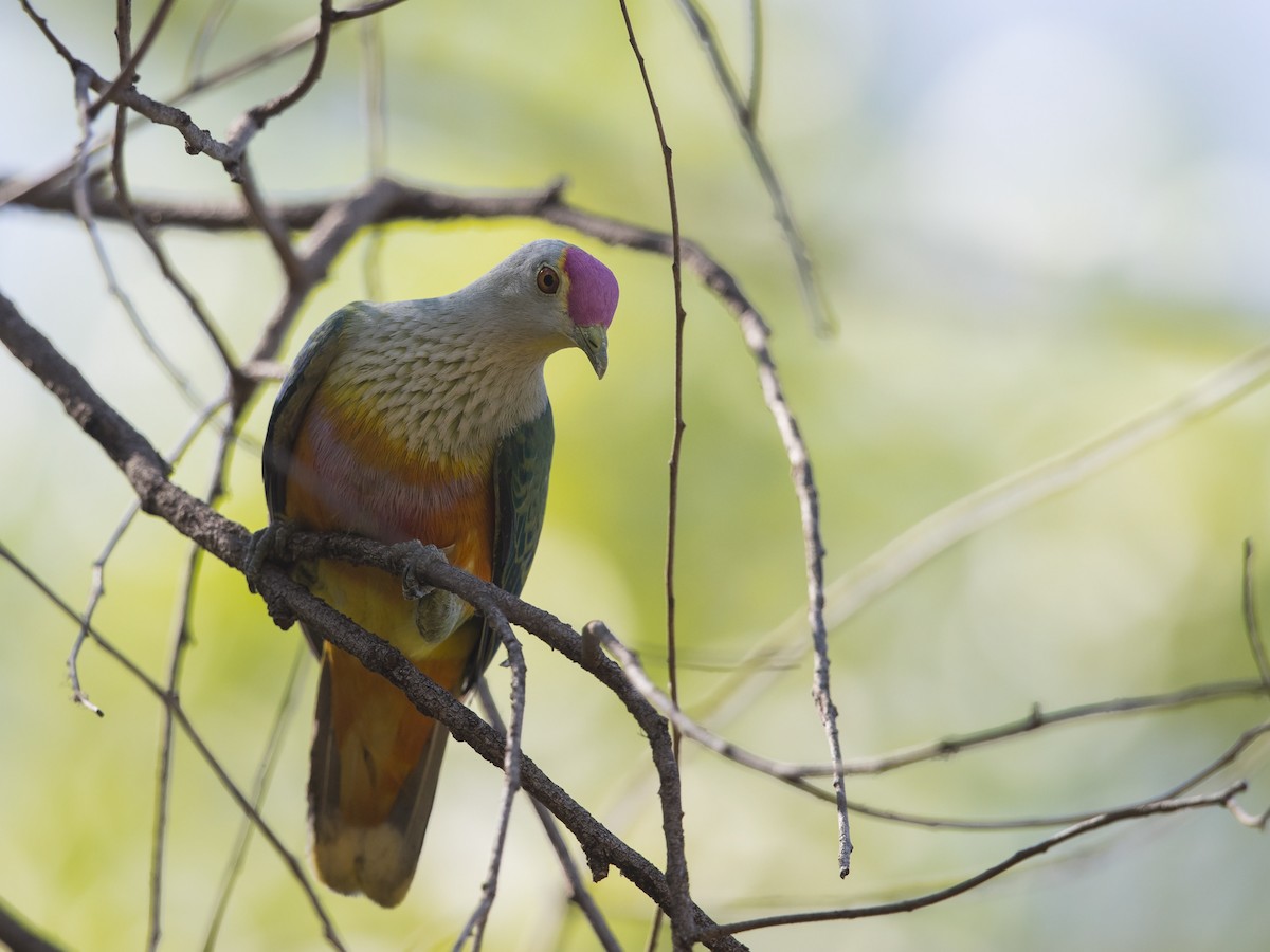 Rose-crowned Fruit-Dove - ML217167971