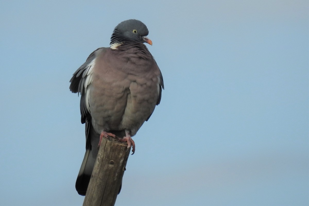Common Wood-Pigeon - ML217168141