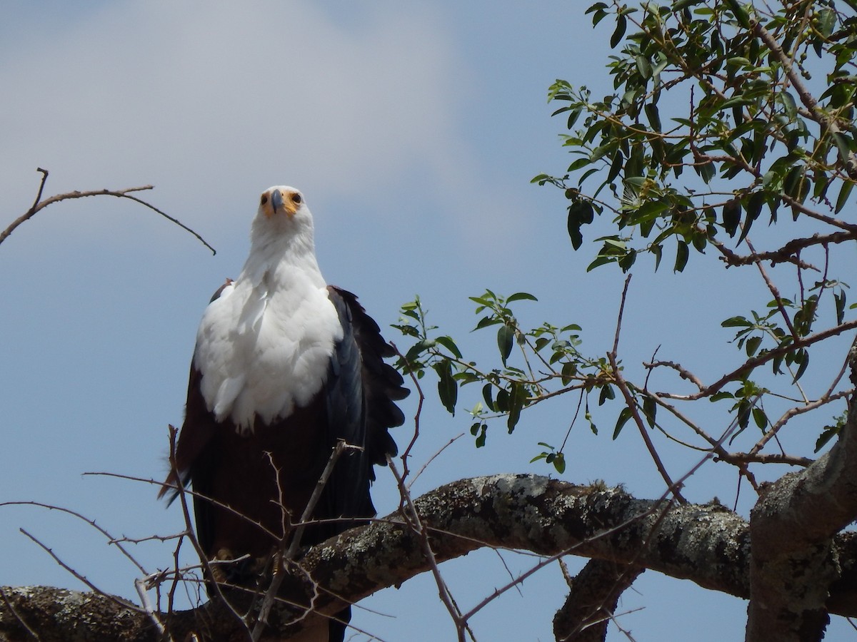 African Fish-Eagle - ML217168261